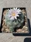 Preview: Lophophora williamsii